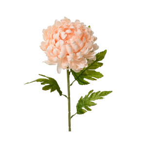 Flor De Crisantemo Sobre...