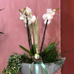 BARCA ORQUIDEA CONTEMPORANEA