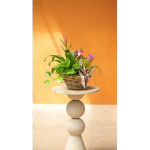 CESTA VERDE