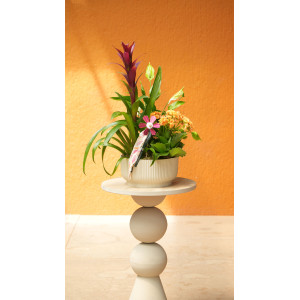 CESTA CORAL