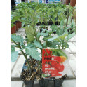 Tomate cherry pera plantel 6 plantas