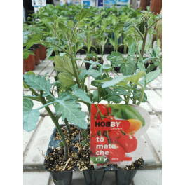 Tomate cherry pera plantel 6 plantas