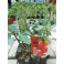 Tomate cherry pera plantel 6 plantas