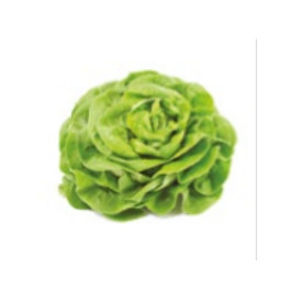Lechuga trocadero 12 unidades